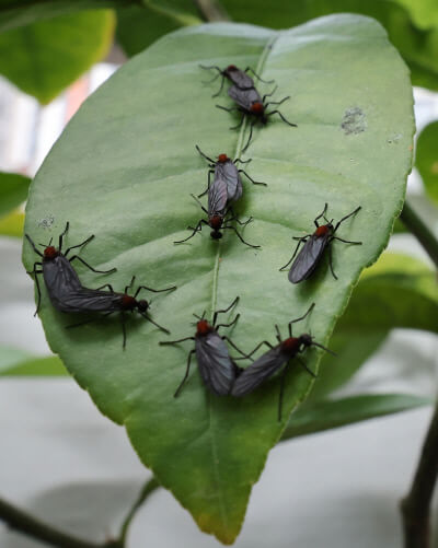 러브버그 퇴치 및 예방법