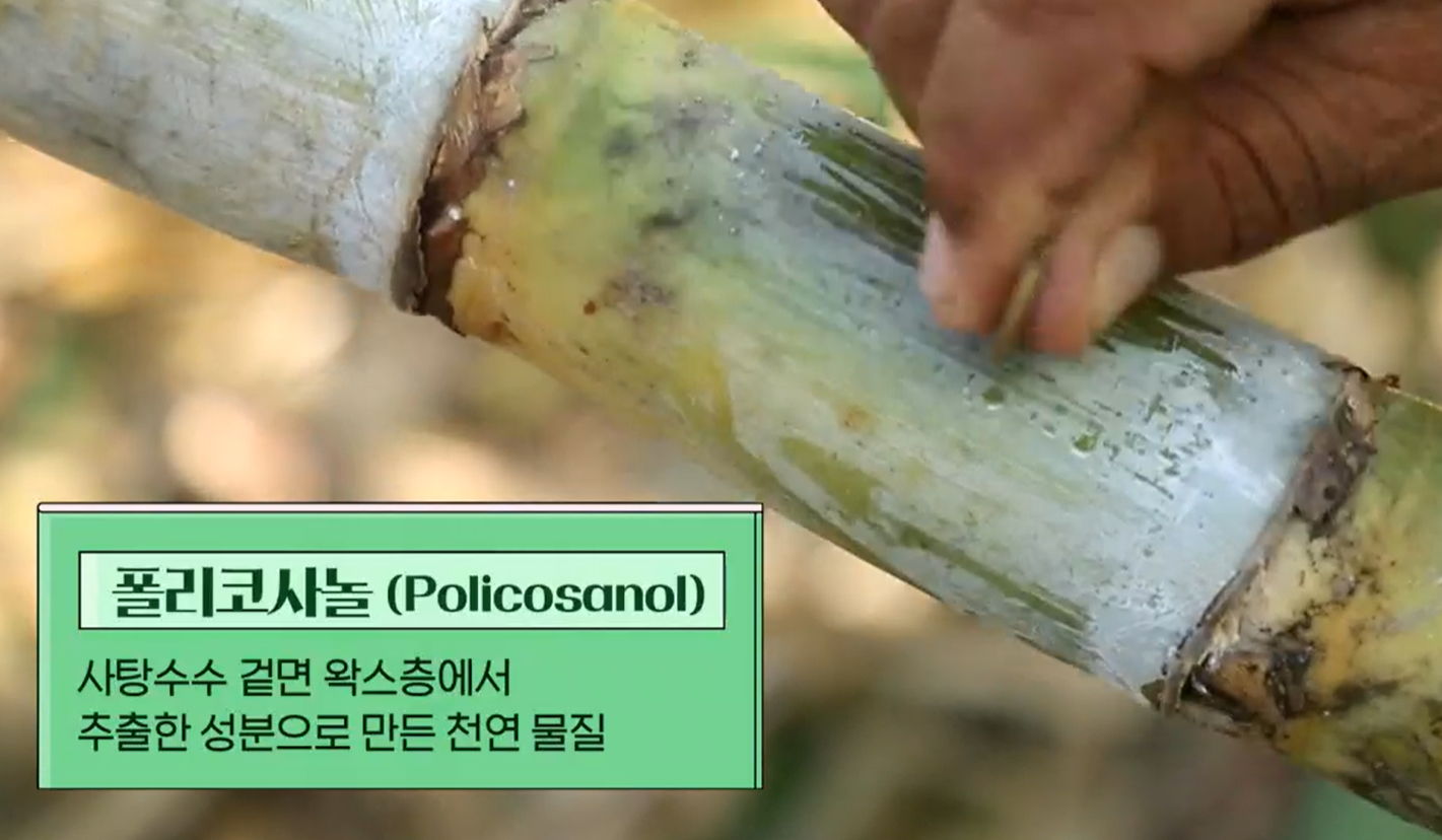 폴리코사놀