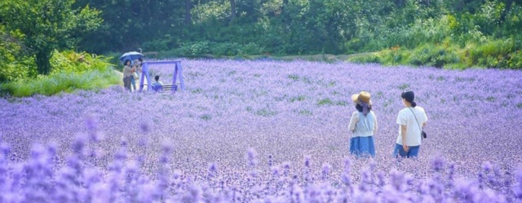 고창 청농원 라벤더 축제