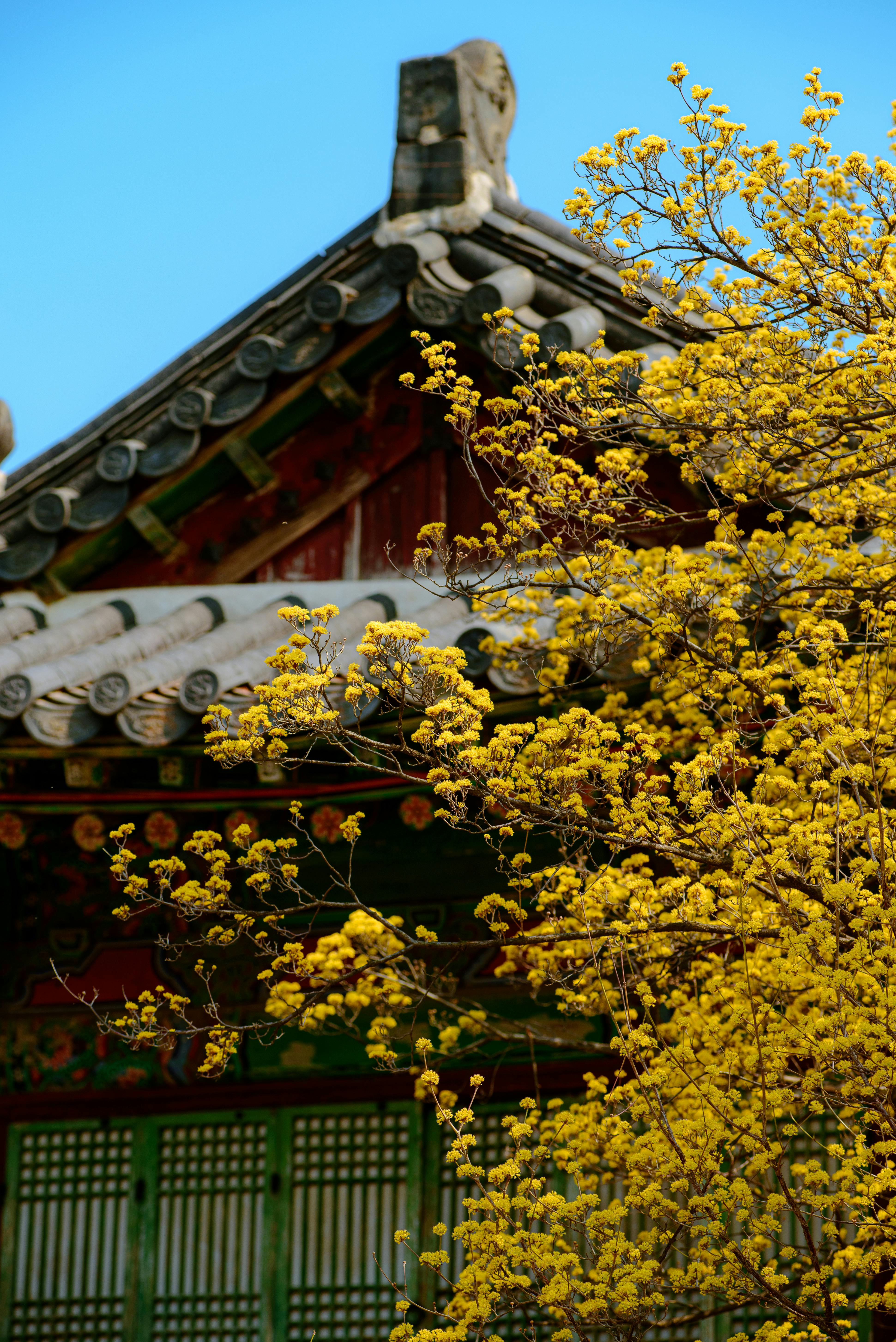 산수유 마을 관련 사진