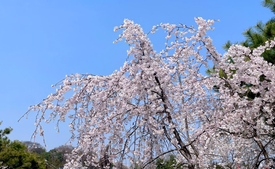 벚꽃