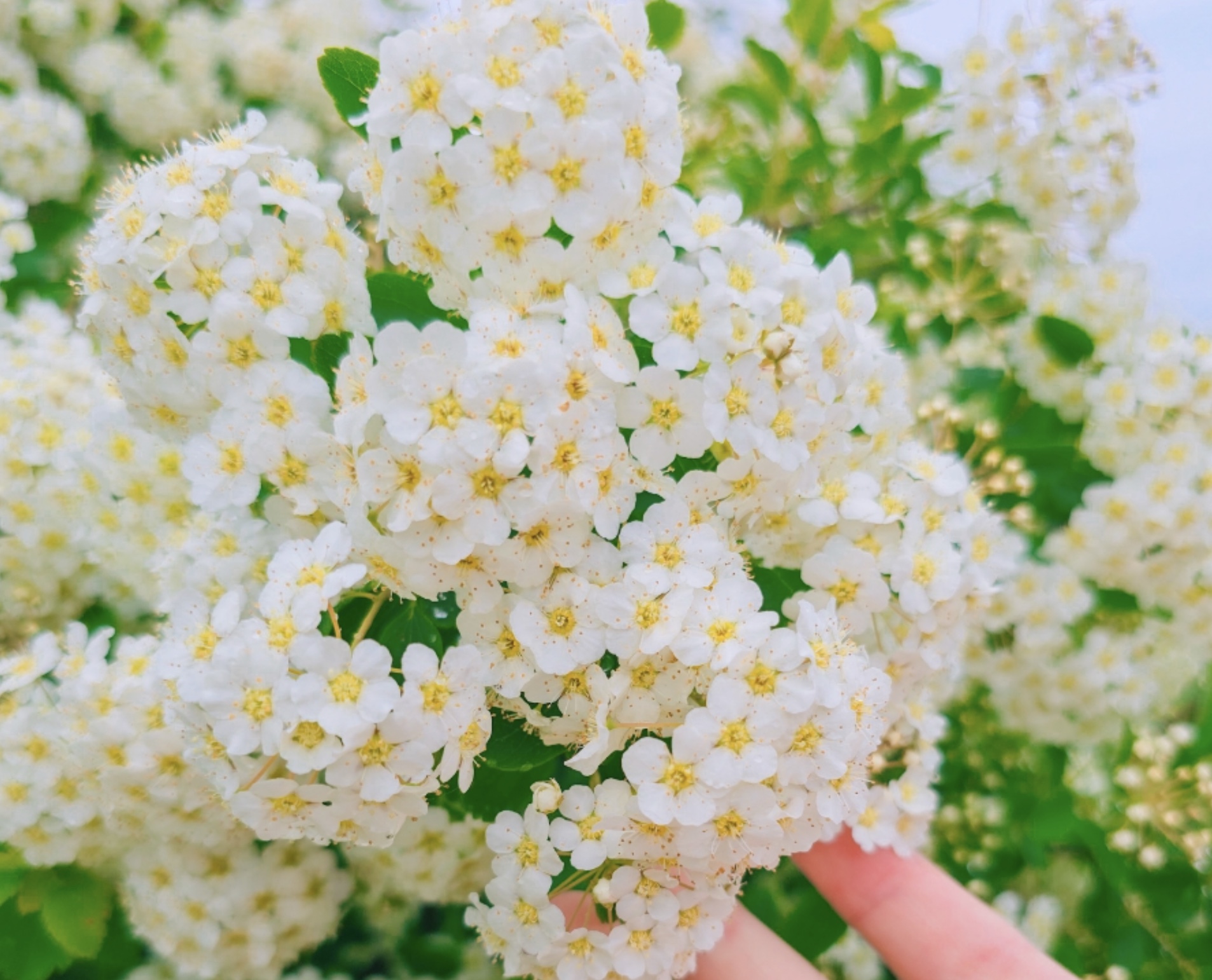 5월 축제 관련사진