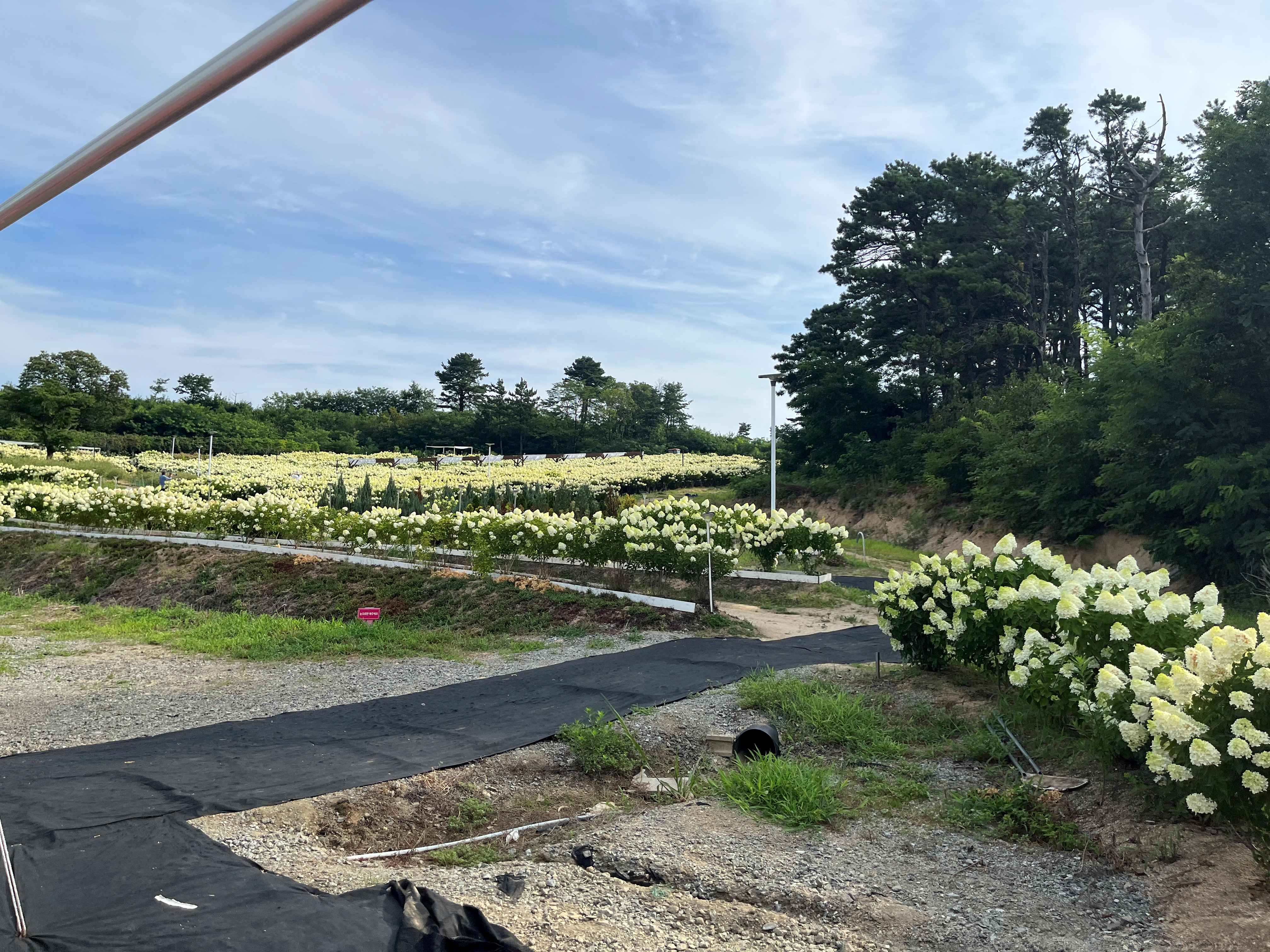 속초 영랑호 수국축제 속초수목농원