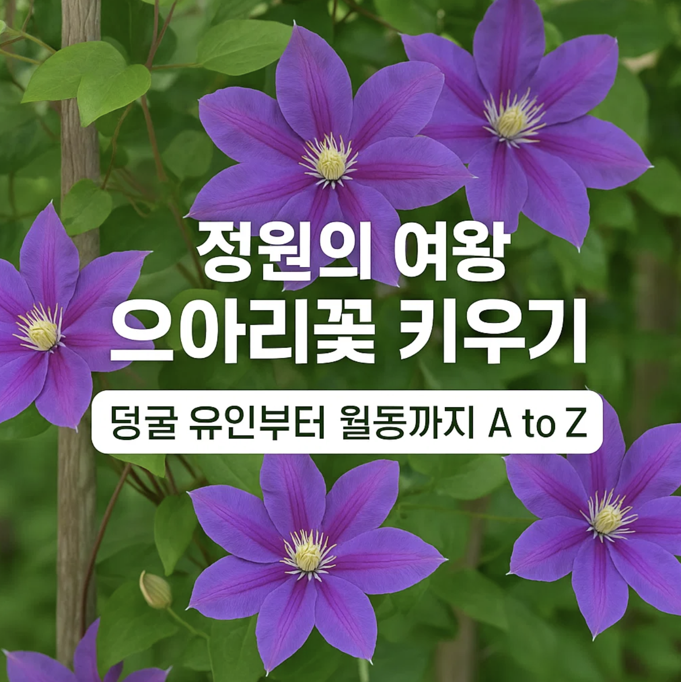 정원의 여왕 으아리꽃 키우기, 덩굴 유인부터 월동까지 A to Z