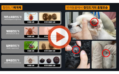 SFTS 감염병 설명 영상의 섬네일