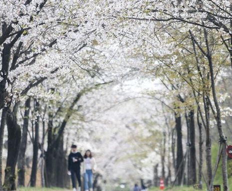 경산 벚꽃