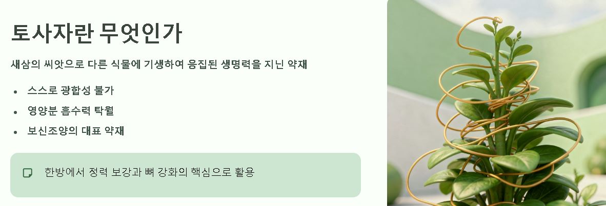 토사자 효능 효과 먹는법