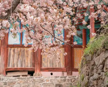 개심사 청벚꽃 개화시기 겹벚꽃 명소_20