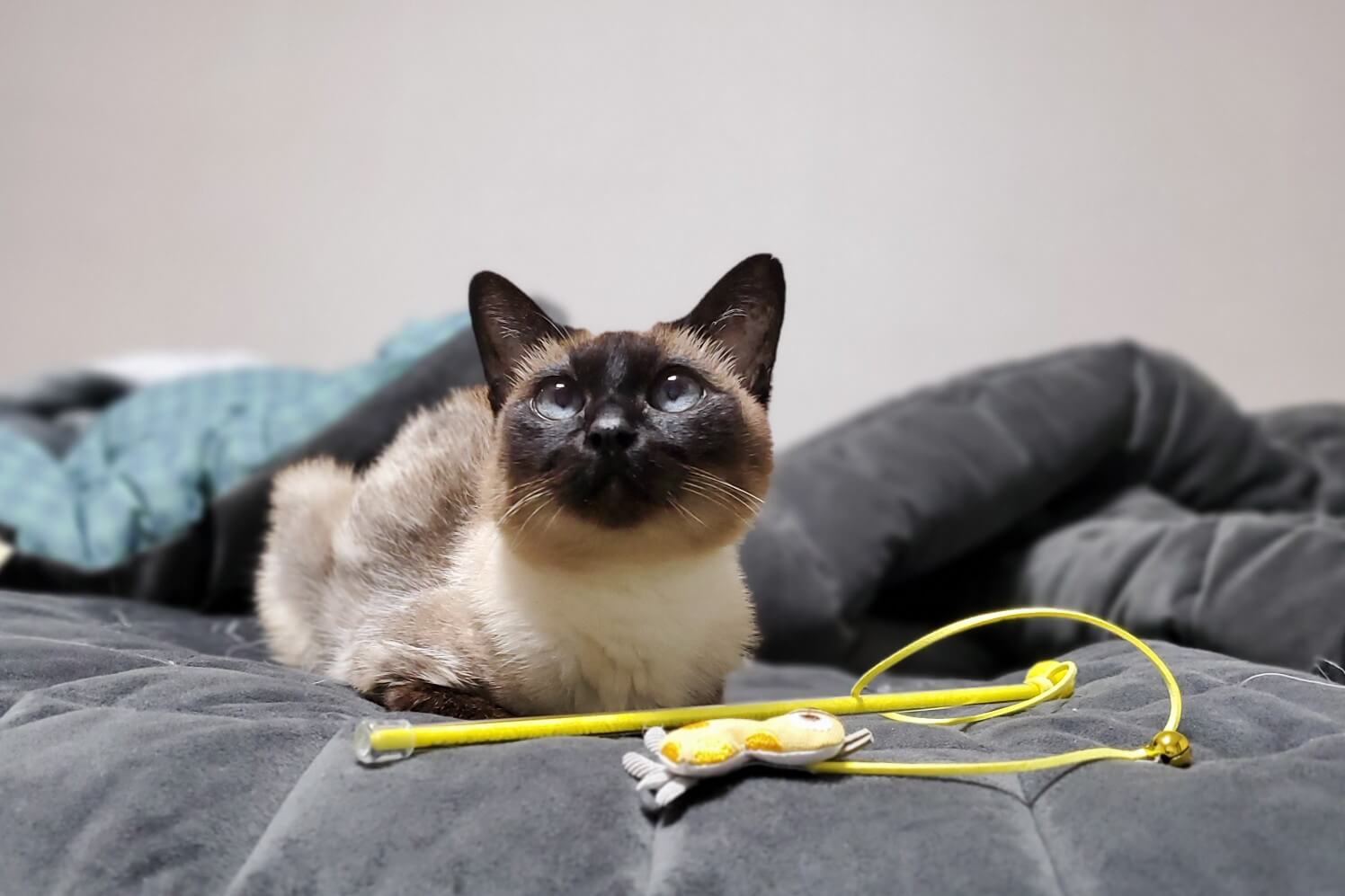 노령 고양이의 영양 요구: 필수 영양소와 수분 관리