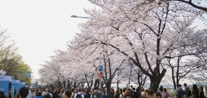 여의도벚꽃축제