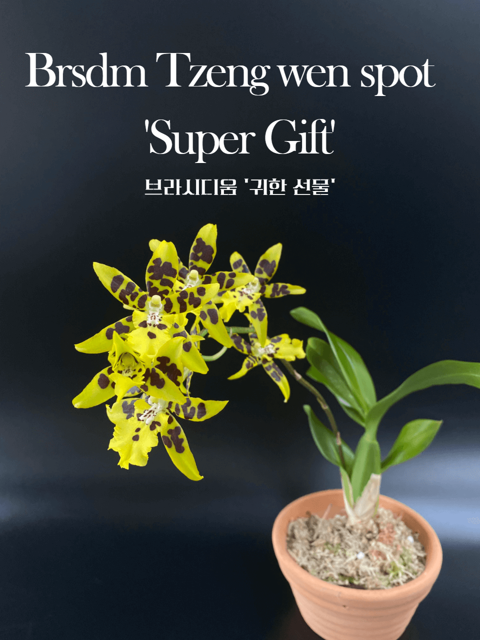 브라시디움 귀한선물 썸네일