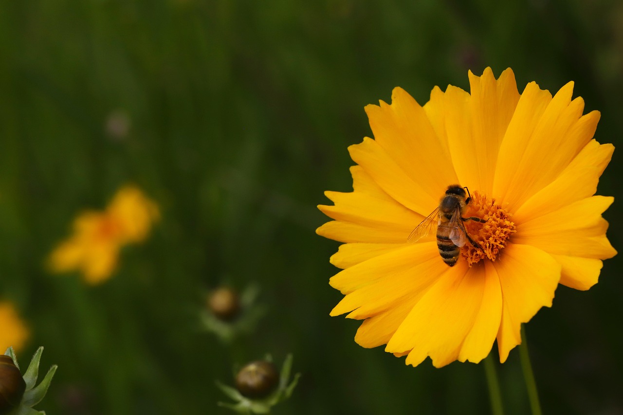 금계국&amp;#44; 태양처럼 빛나는 꽃 - 꽃말&amp;#44; 개화시기&amp;#44; 특징&amp;#44; 이름 유래&amp;#44; 코스모스와 차이&amp;#44; 금계국 군락지 명소