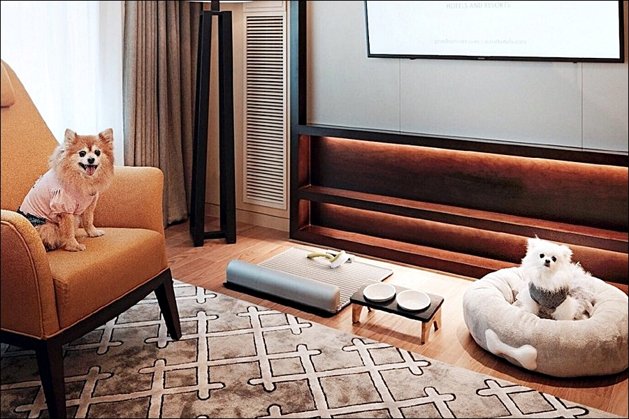 펫캉스 호텔 추천 5 : 반려동물과 함께 하는 휴가