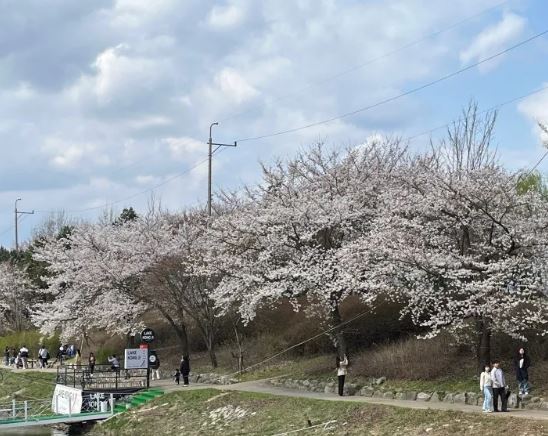 춘천 벚꽃