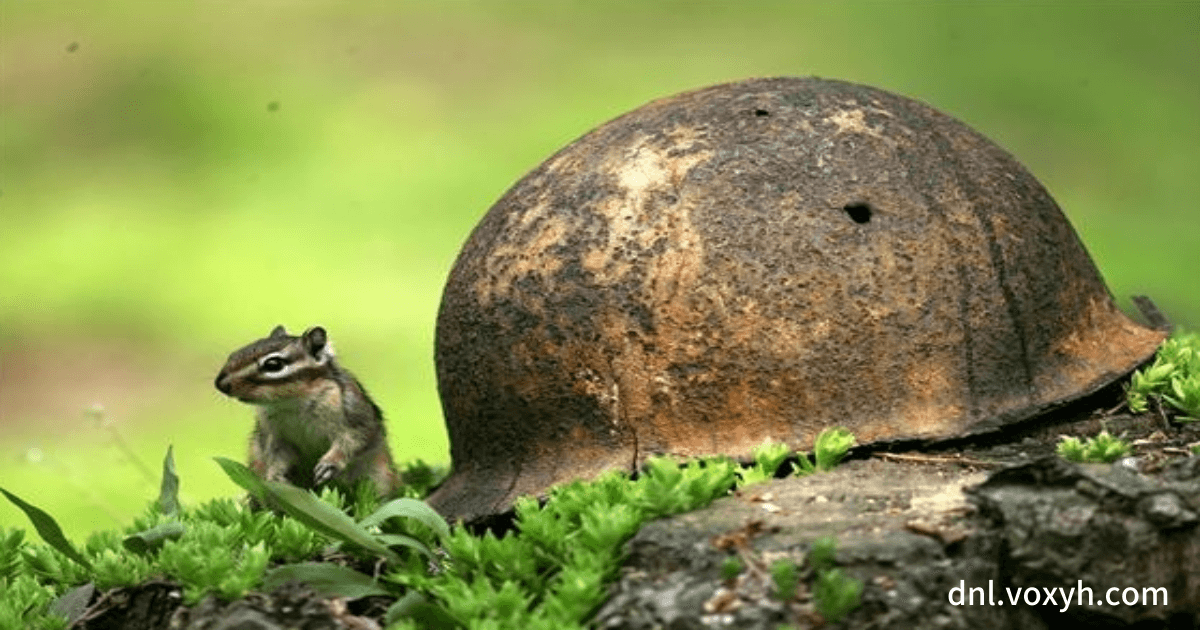 DMZ 내의 잘 보존된 자연 환경