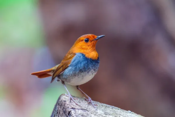 붉은가슴울새 영국 겨울 새 특징 매력 이미지_3