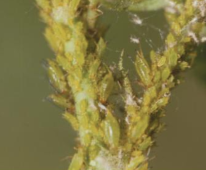 찔레수염진딧물