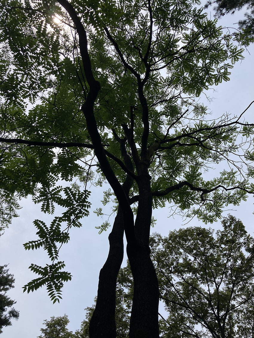 가죽나무