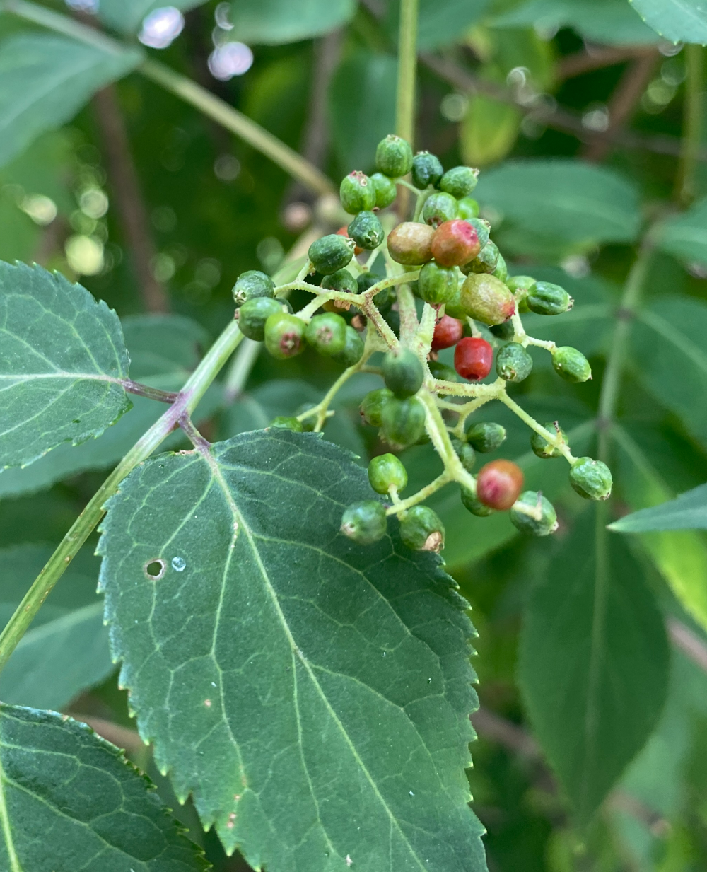 딱총나무 열매1