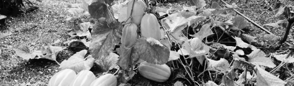 참외 순지르기그림: 상단 파일 확인