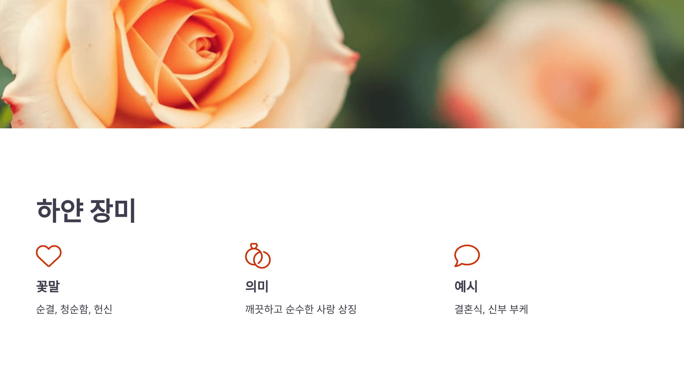 장미 사진입니다.