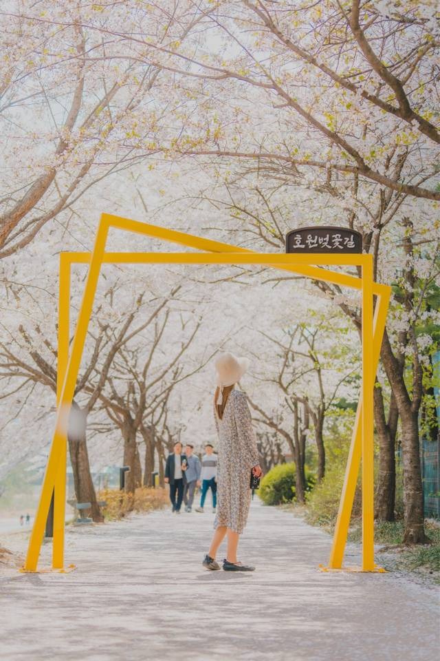 의정부 호원 벚꽃