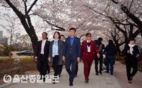 울주작천정 벚꽃축제 기본일정과 프로그램 소개