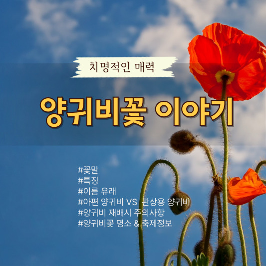 양귀비꽃 이야기 - 색깔별 꽃말, 이름의 유래, 특징, 효능, 주의 사항, 관상용 양귀비와 아편 양귀비 구별법, 명소 및 축제 정보 총정리