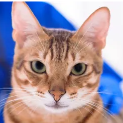 고양이 유방암