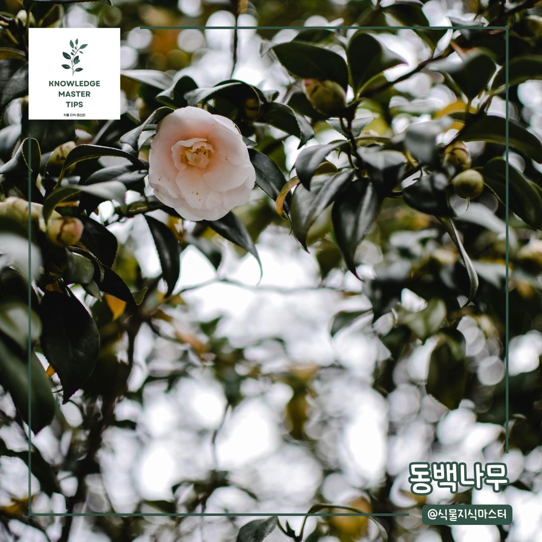 추위에 강한 식물, 동백나무
