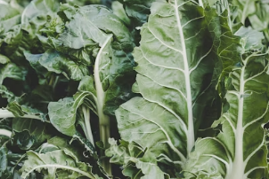 봄의 전령사 달래: 알리신의 살균 작용과 위장 질환 예방을 위한 황금 레시피