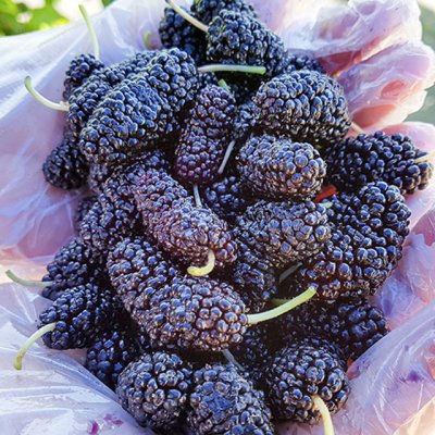 오디 효능 및 부작용