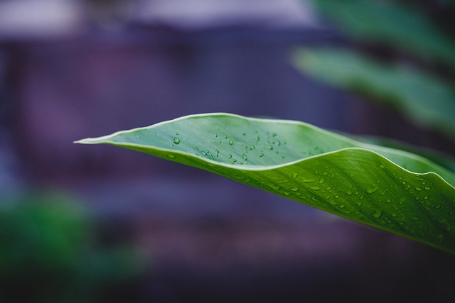 명이나물 장아찌 황금 레시피 및 재배법 (+ 모종 판매 수확시기 먹는 법)