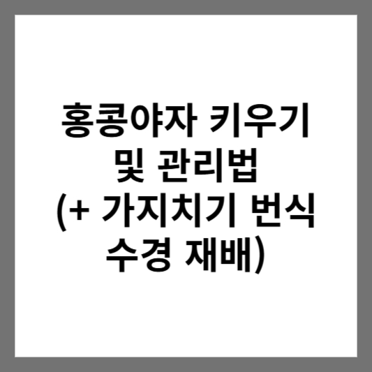 홍콩야자 키우기 및 관리법 (+ 가지치기 번식 수경 재배)