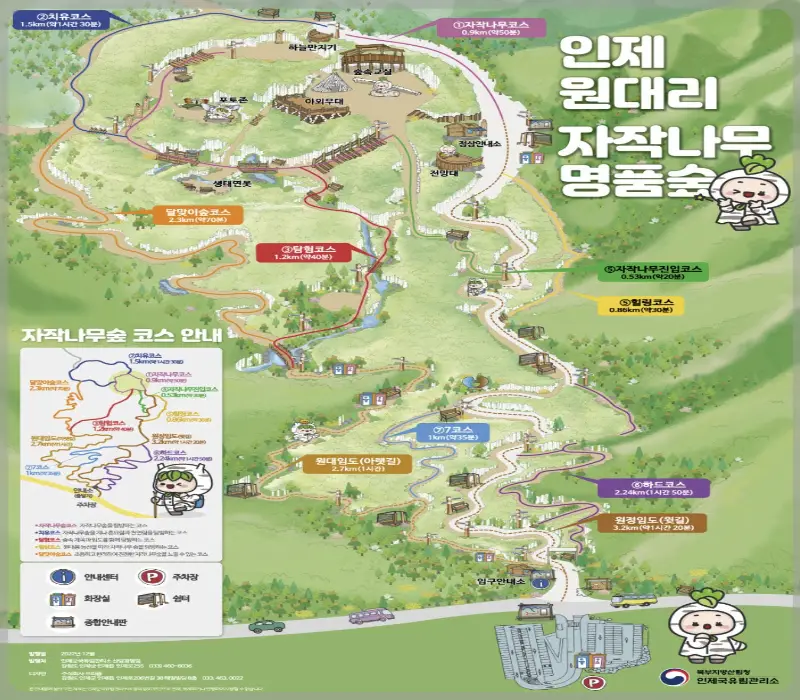 인제 자작나무숲 코스