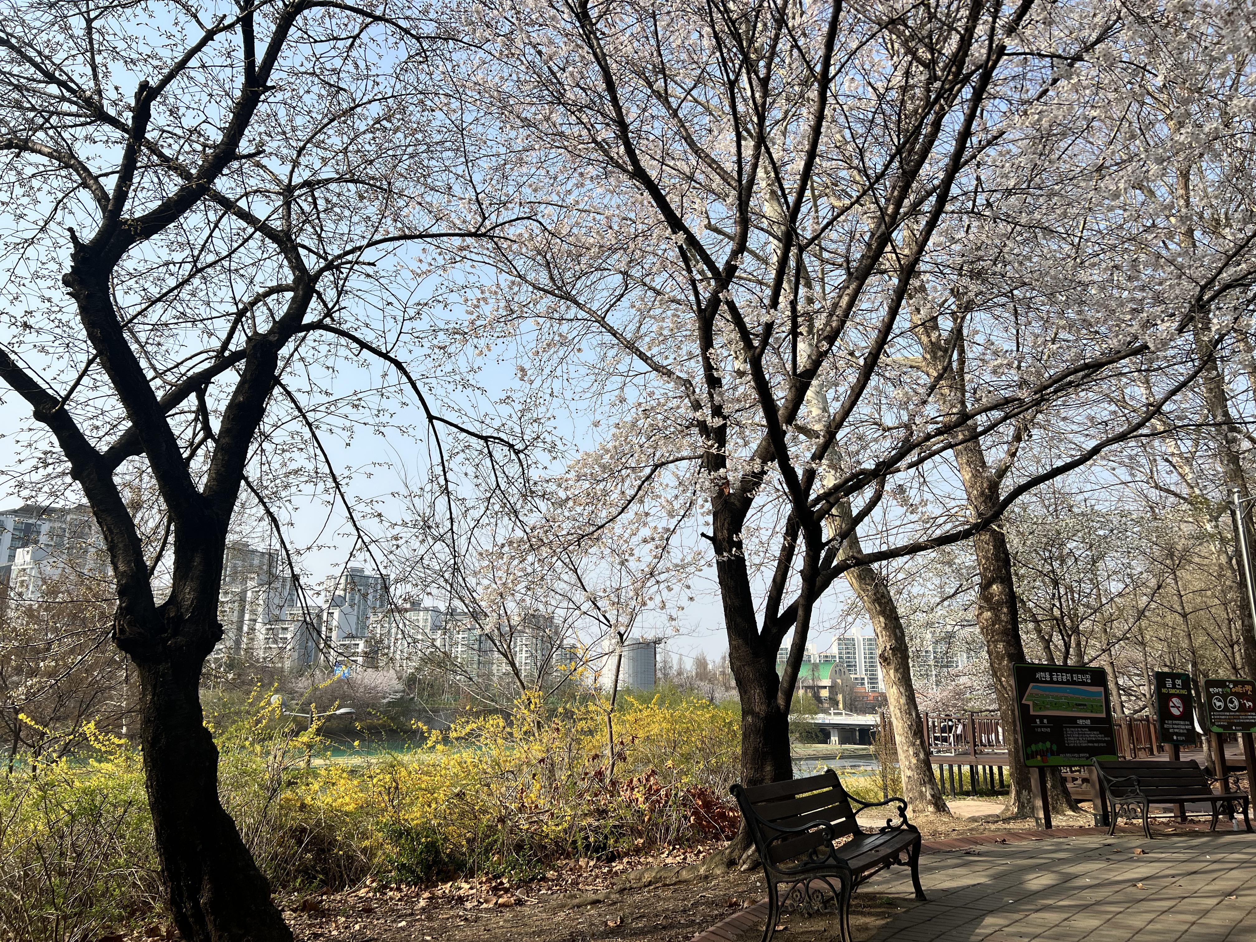 서현 벛꽃