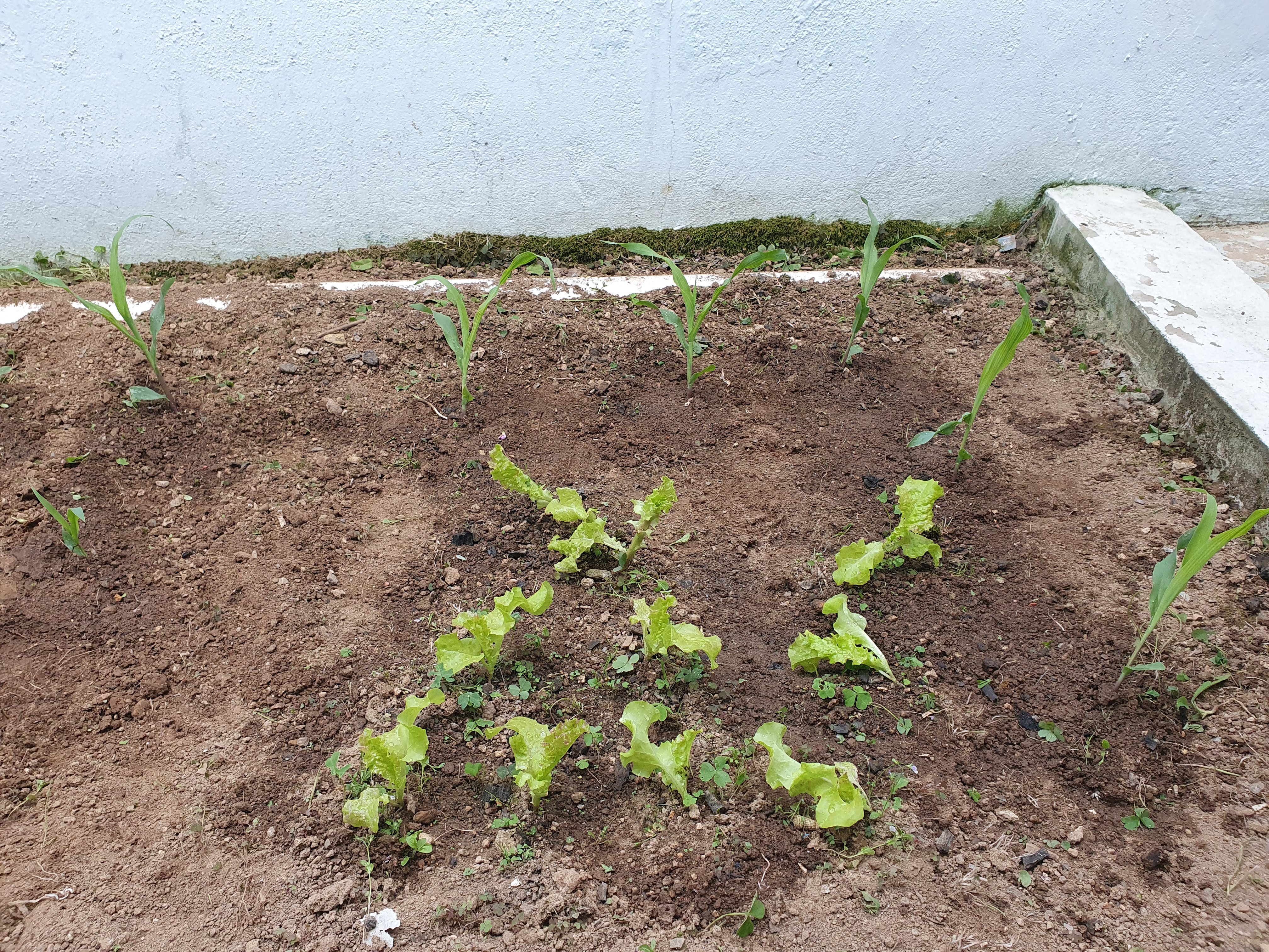 옥수수 몇 월 달에 심나요