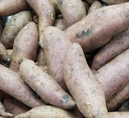 고구마 보관방법