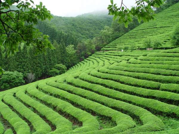 보성의 초록 시간: 차밭 사이를 걷는 여행