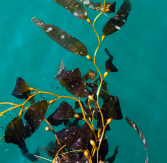 다시마 효능 부작용 칼로리