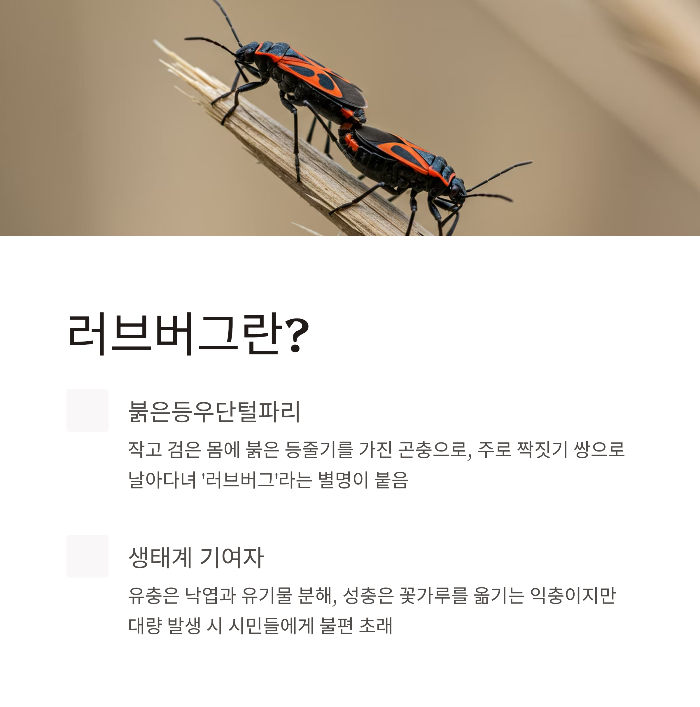 계양산 러브버그 출몰 시기