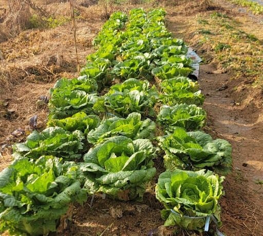 수확 직전의 알이 꽉찬 가을 텃밭 배추 사진