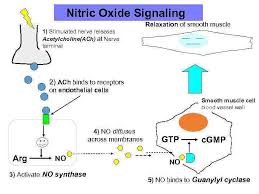 Nitric Oxide