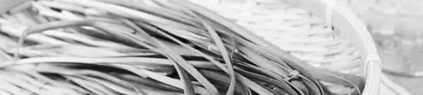 부추 수확시기: 병충해 관리 중요