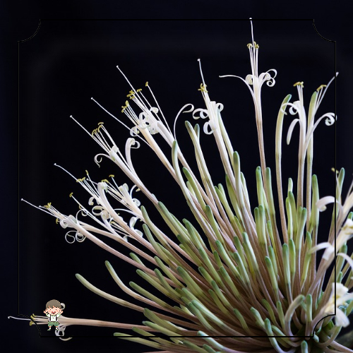 산세베리아 기르기