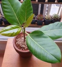 뱅갈고무나무 삽목