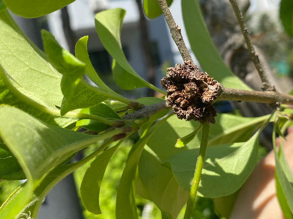 이팝나무 혹응애