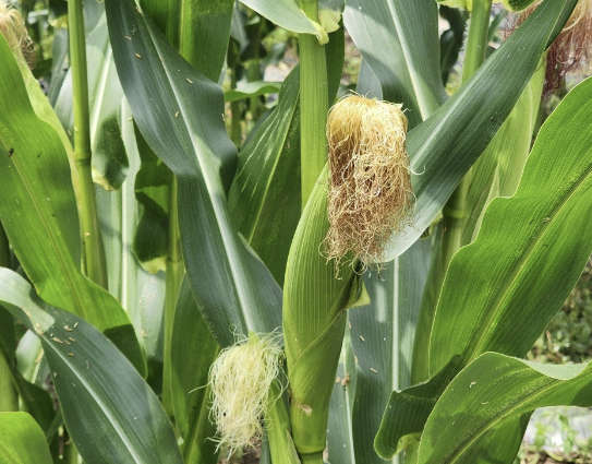 Alt 속성 문제 해결 설명 이미지