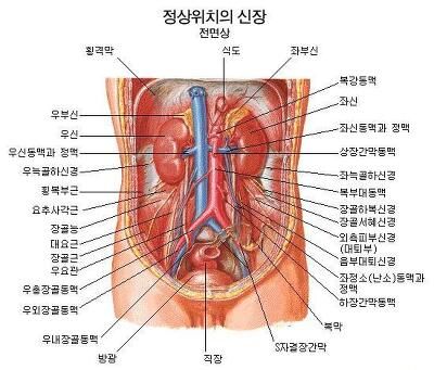 위장 위치 그림