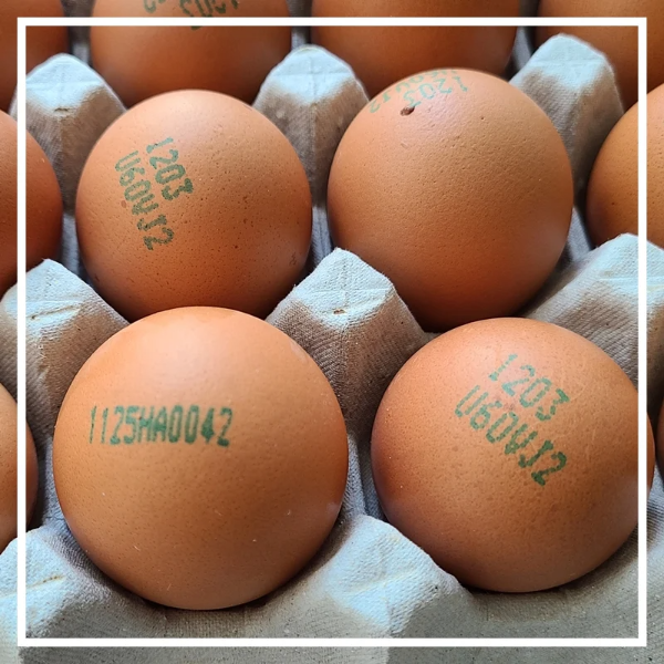 달걀 난각번호 보는법